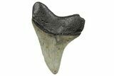 Serrated, Fossil Megalodon Tooth - North Carolina #272851-1